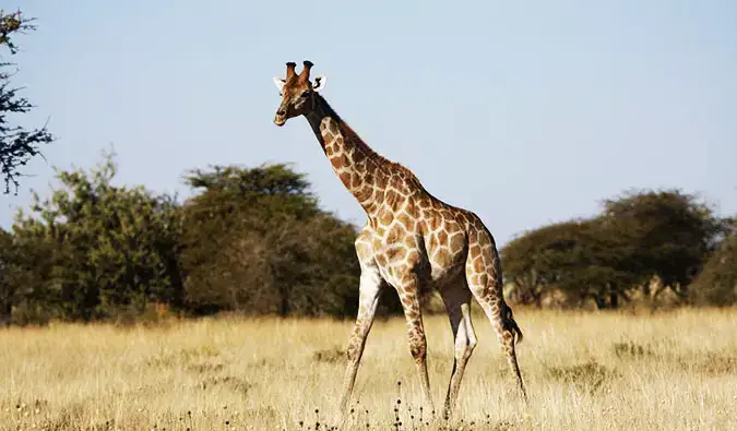 Namibya'daki Etosha Milli Parkı'ndaki safariden çarpıcı bir fotoğraf