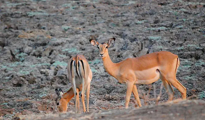 Uno splendido tramonto sul Parco Nazionale del South Luwangwa, nello Zambia