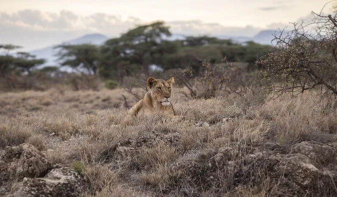 Tanzanya ve Kenya'daki Serengeti Ulusal Parkı ve Masai Mara Ulusal Parkı