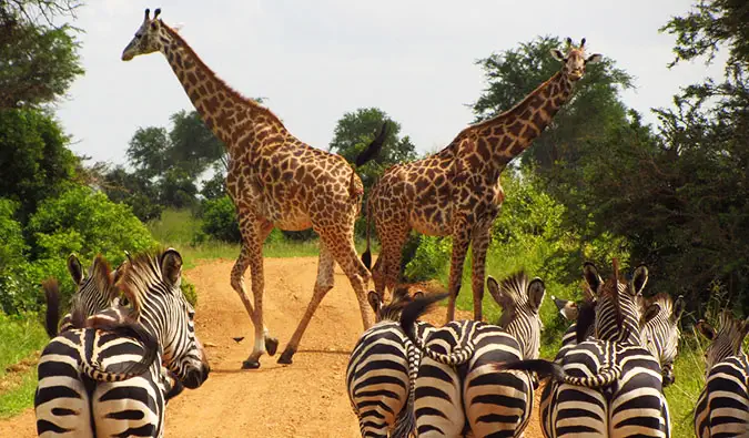 Tři pakoně na kráteru Ngorongoro v Tanzanii