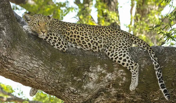 Udsigten fra campingpladsen på safari i Okavango Delta i Botswana