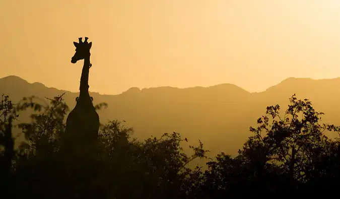 En giraf ved solnedgang på en afrikansk safari