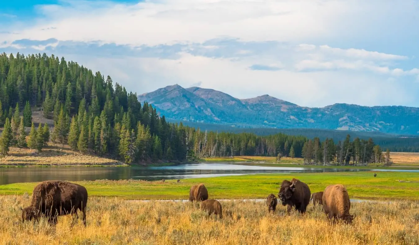 Bison im Vordergrund mit Bergen im Hintergrund im Yellowstone-Nationalpark