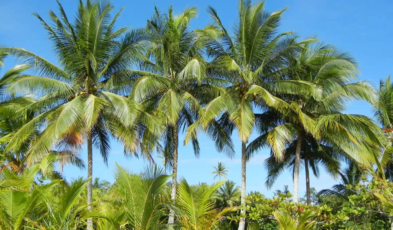 Palmiers sur la côte luxuriante du Panama, photographiés par Nomadic Matt