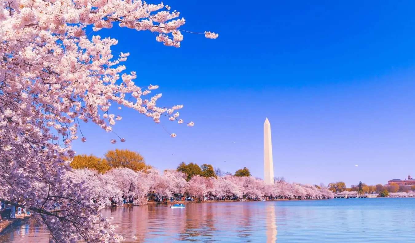 Tidevandsbassinet reservoir omgivet af kirsebærtræer i fuldt flor, med obelisken Washington Monument i baggrunden, i Washington, DC