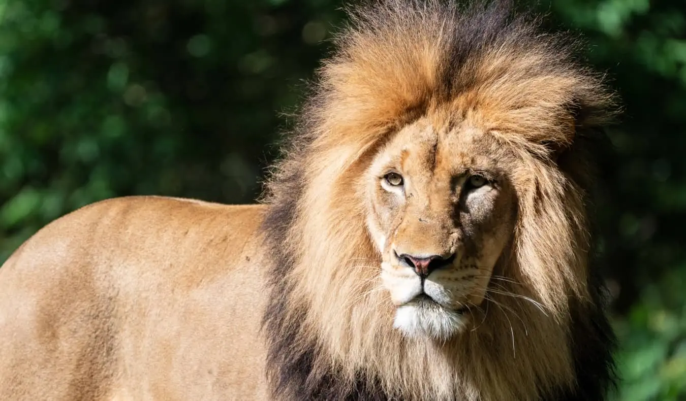 Ett lejon på Washington DC National Zoo