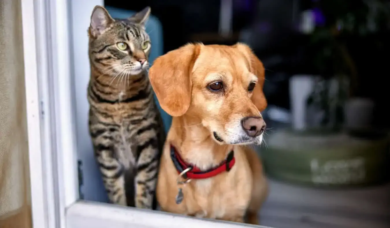 Un gato y un perro mirando por una puerta de cristal.