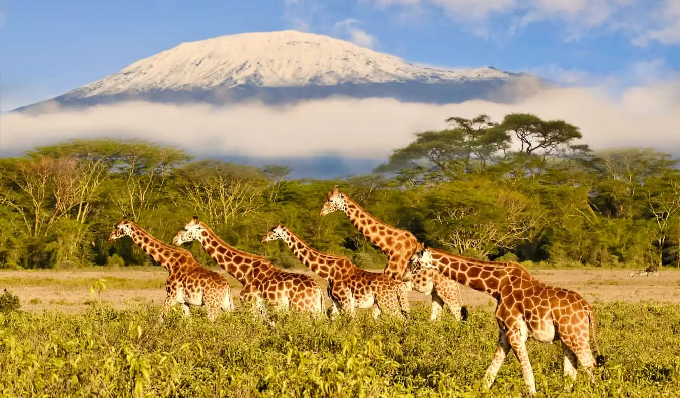 Giraffer græsser nær det ikoniske Kilimanjaro-bjerg i Afrika