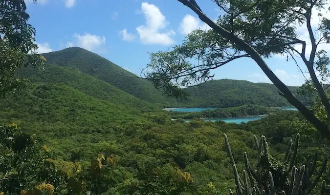 Svěží džungle poblíž pobřeží kolem Reef Bay Trail na St. John, USVI