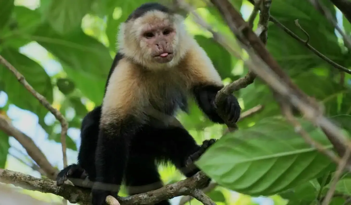 Monyet duduk di atas dahan dengan lidahnya menjelir di Taman Negara Cahuita, Costa Rica