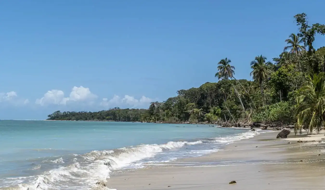 naturskön sandstrand med palmer i Cahuita National Park, Costa Rica