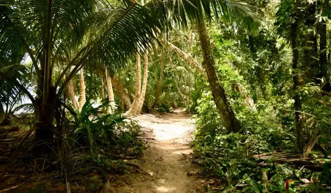 Der Weg durch den üppigen Dschungel von Tortuguero in Costa Rica