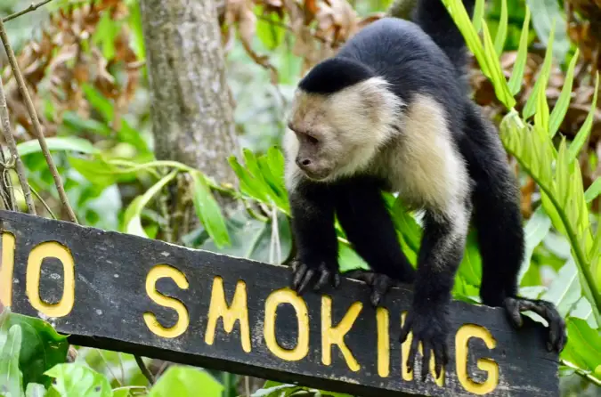 Un singe grimpant sur un panneau en bois interdisant de fumer à Puerto Viejo, Costa Rica