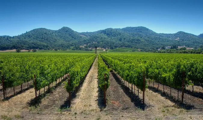 Una mirada més propera a les pintoresques vinyes de la vall de Napa als EUA