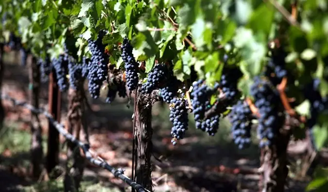 Strugurii crescând pe viță de vie în Napa Valley, California