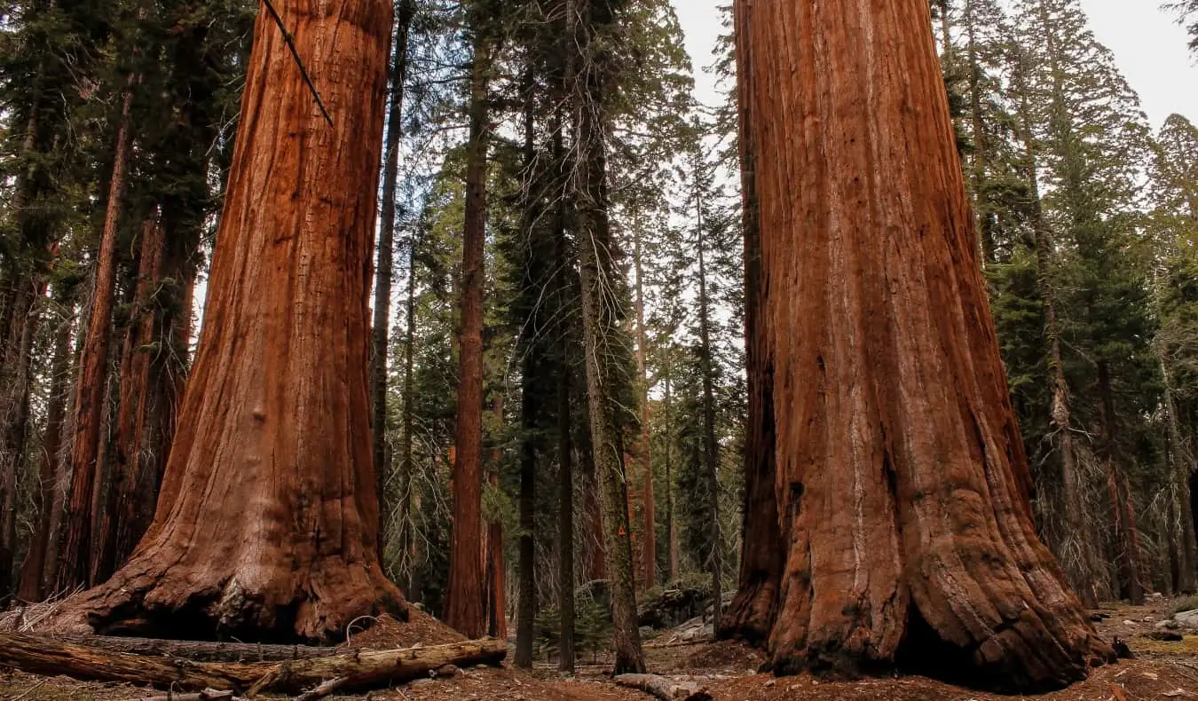 Kmeny dvou mohutných sekvojí v národním parku Sequoia v Kalifornii, USA