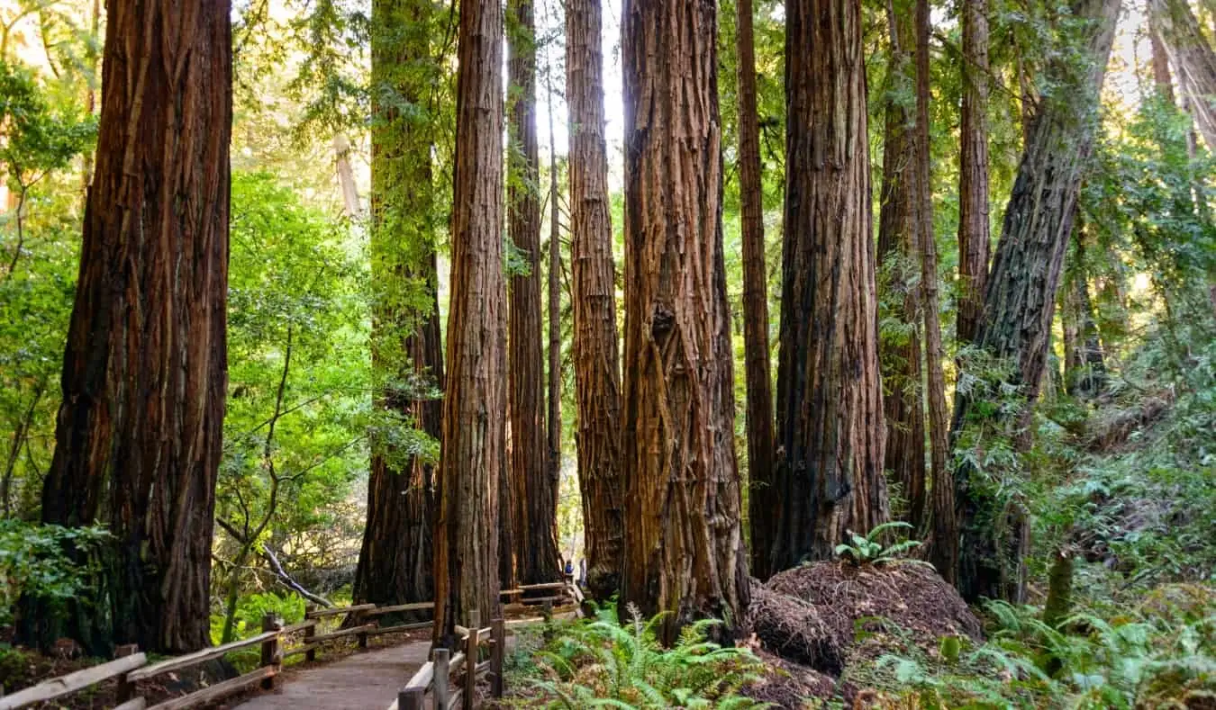 De massive trærne i den rolige Muir-skogen i San Francisco, USA