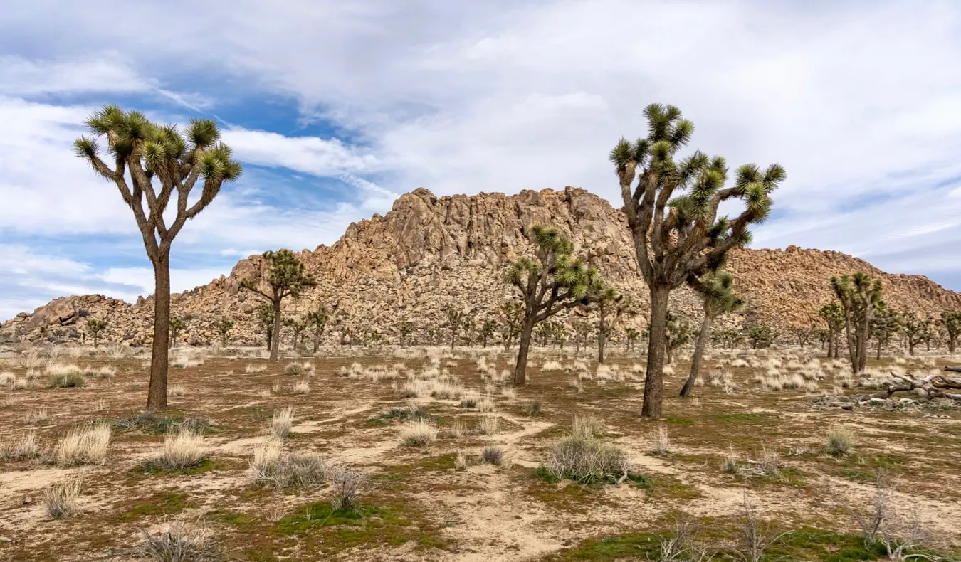 De iconische Joshua-bomen die groeien in de woestijn van Aria California