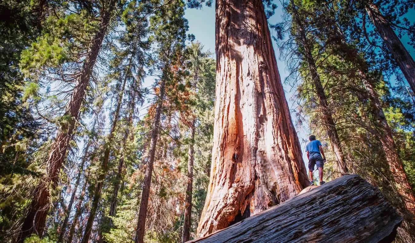 Masívne sekvoje a sekvoje v národnom parku Sequoia v Kalifornii, USA