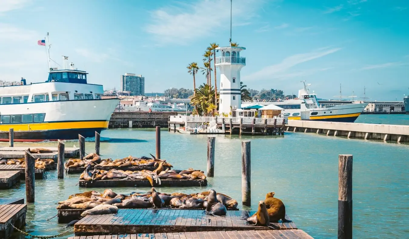 Seelöwen sonnen sich auf den Piers von Fisherman