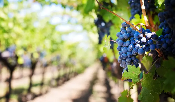 ljubičasta zrna koja vise na vinovoj lozi u dolini Napa