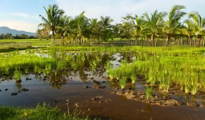 De gröna fälten som omger Kampot i Kambodja