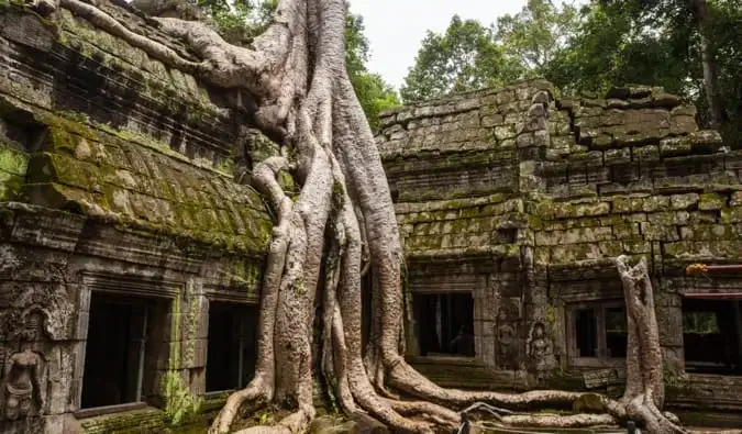 Un albero che cresce intorno ad un tempio di Angkor Wat in Cambogia