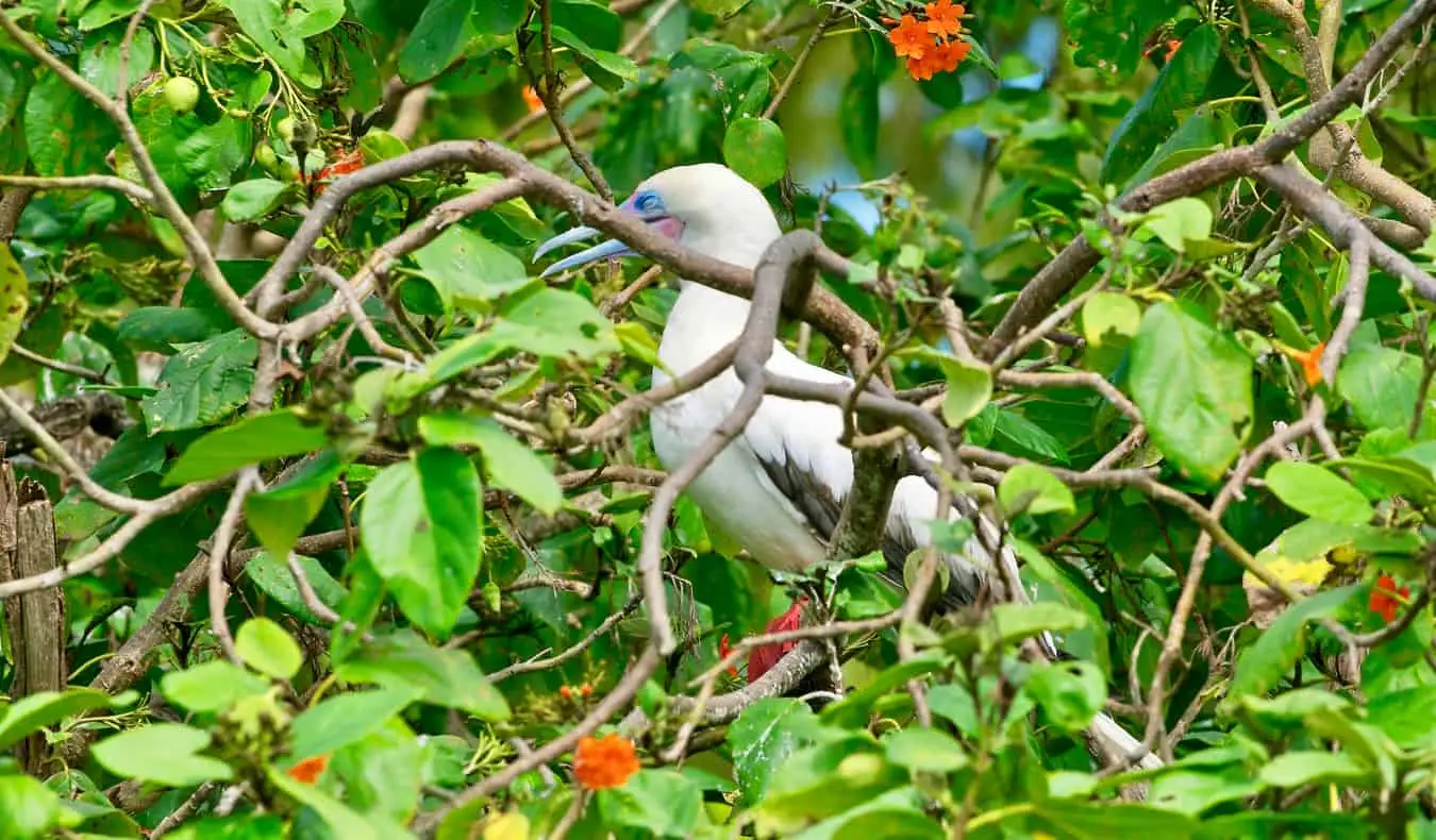 Een grote zeevogel verstopt in het struikgewas in het Caribisch gebied