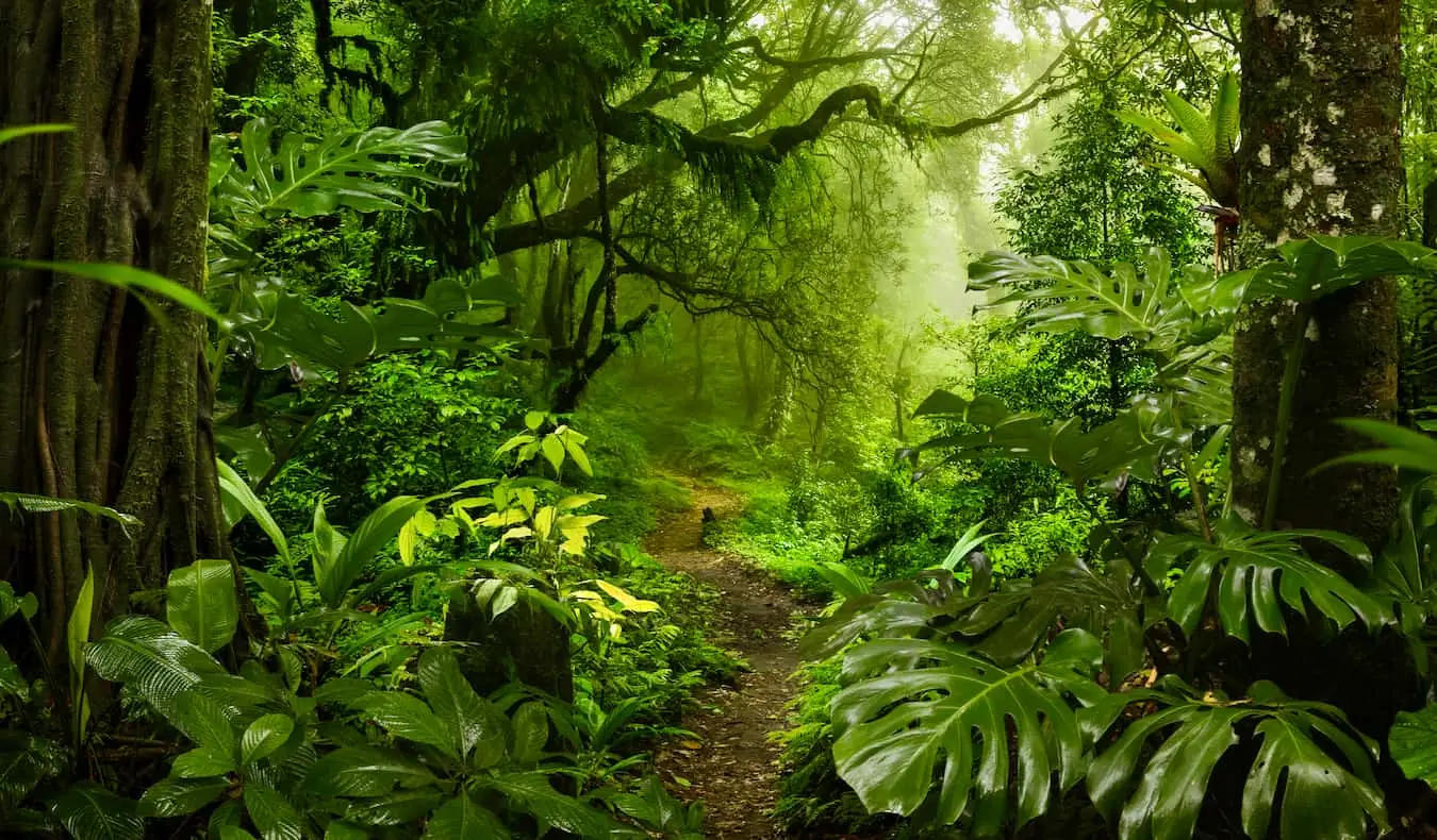 Een weelderig, groen junglepad in een dicht bos in Costa Rica, vlakbij Arenal