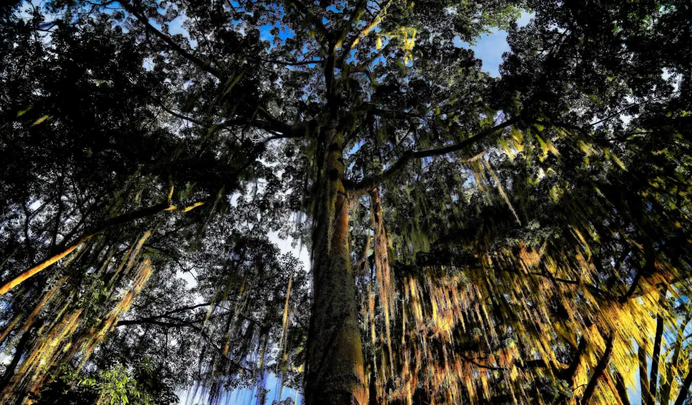 Sebuah hutan dan pokok di San Gil, Colombia