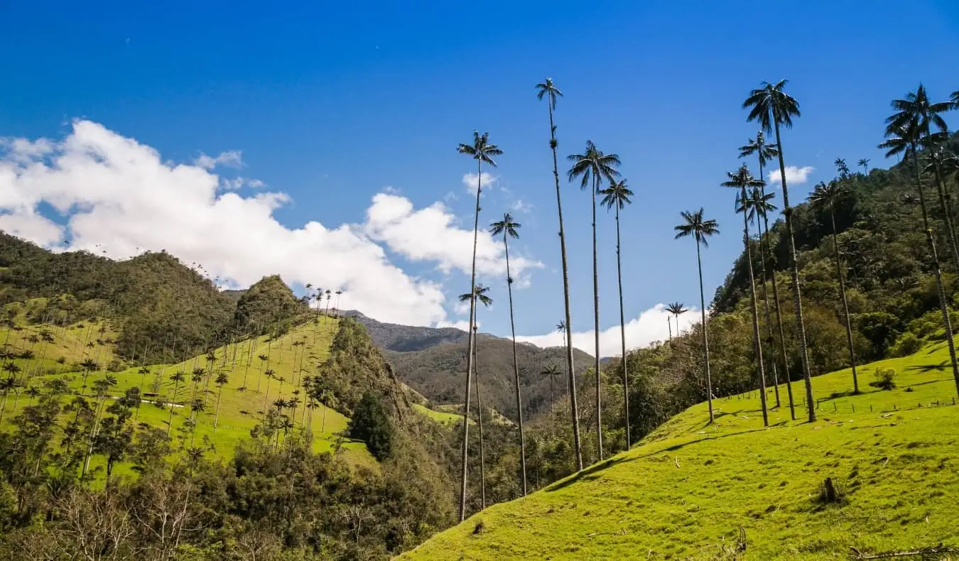 de berømte vokspalmer sat mod en grøn bakke i Cocora Valley, Colombia