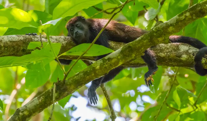 ein Affe in Costa Rica