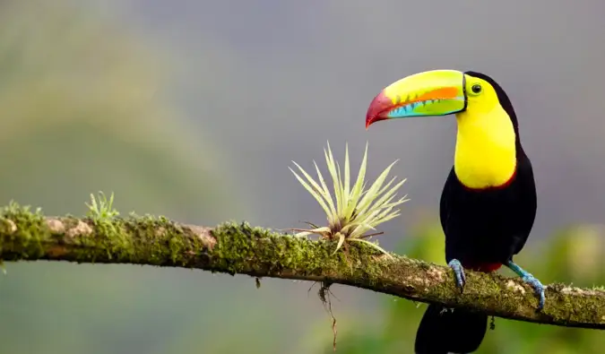 Ein bunter Tukan, der auf einem Ast in Costa Rica ruht