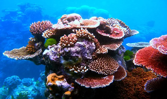 Blauw water en zout in het Great Barrier Reef in Australië