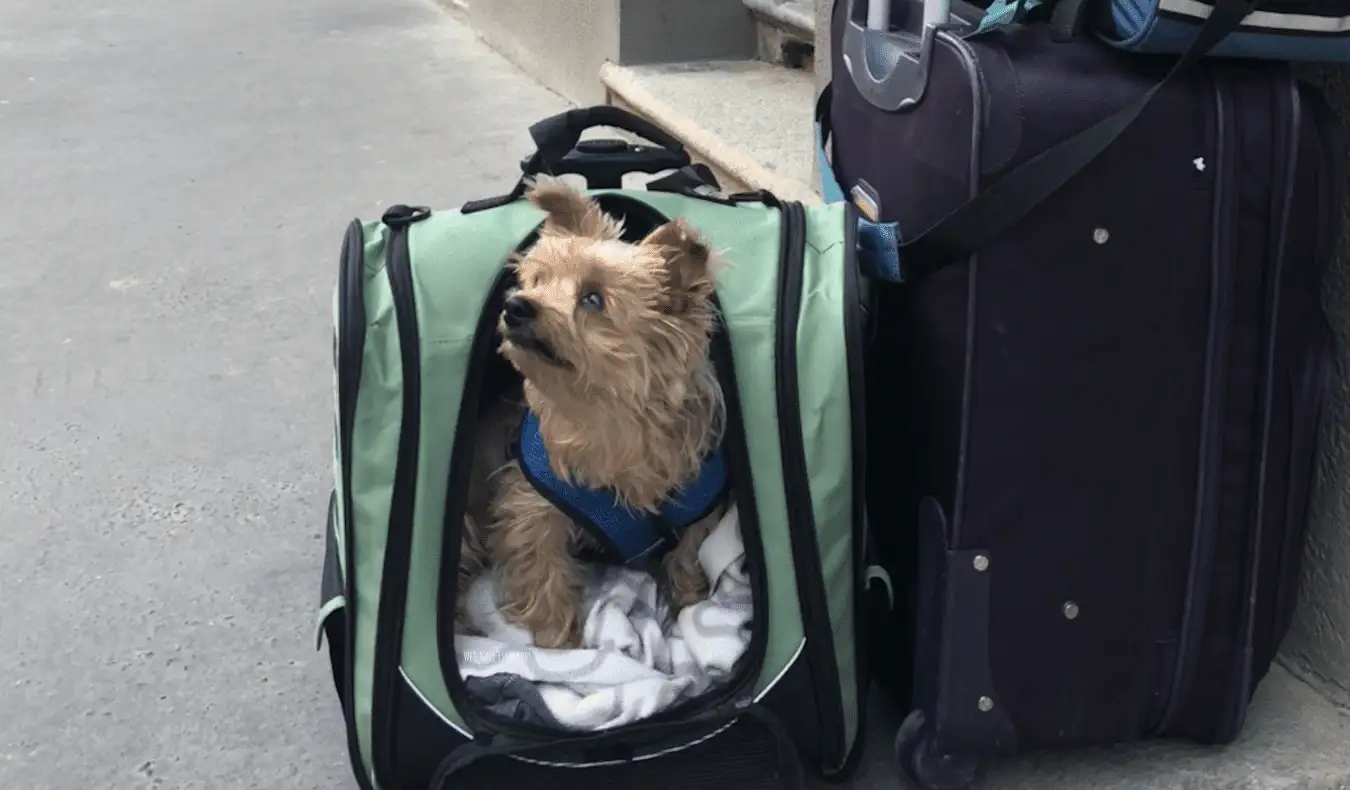 Um cachorrinho viajando em uma transportadora para cães