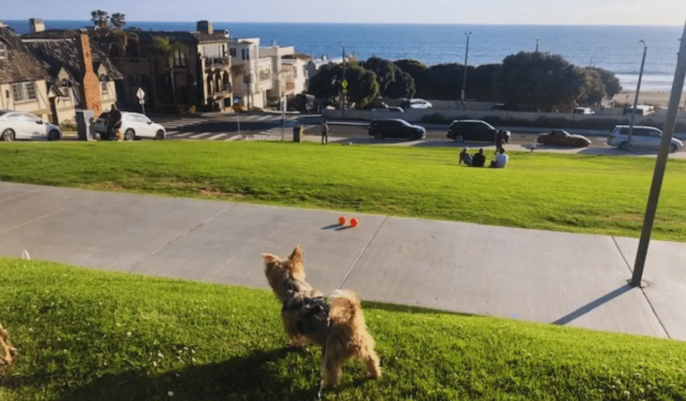 Un perro pequeño mirando al océano.