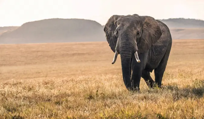 En ensam elefant som går över savannen i Kenya