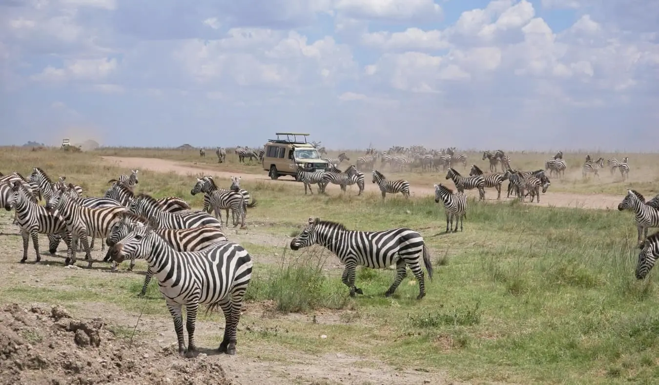 Een jeep die door een roedel zebra's rijdt tijdens een safari in Tanzania