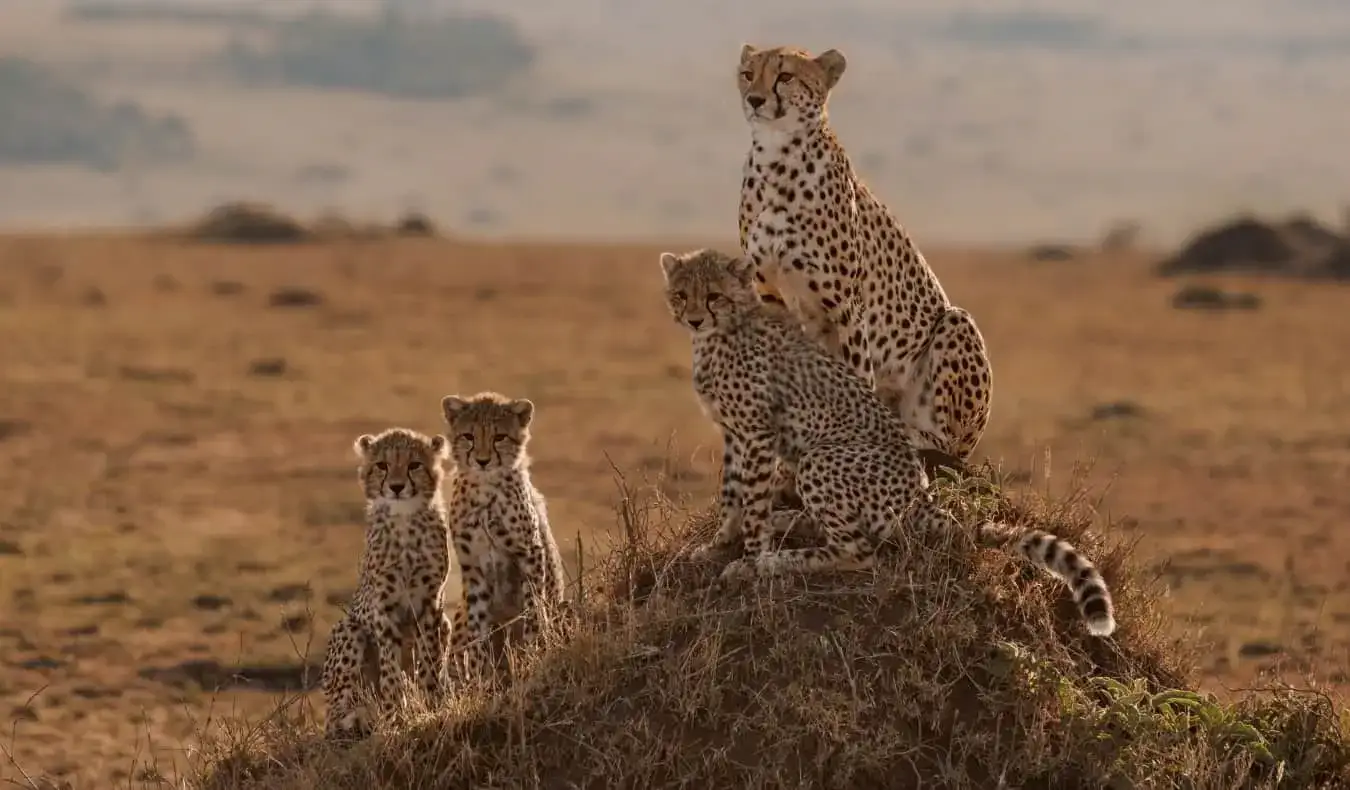 Leopardas ir jos jaunikliai, sėdintys ant purvo piliakalnio, matyti safaryje Rytų Afrikoje