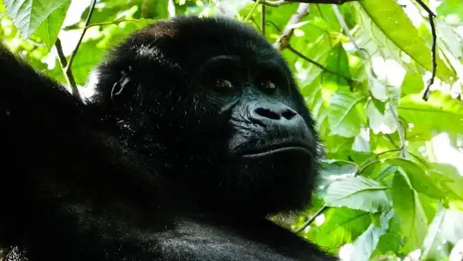 Satriecošas gorillas Ugandas džungļos, Āfrikā