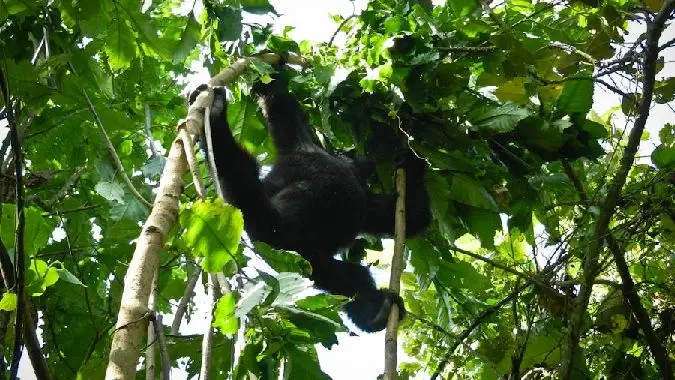 Gorillaer er vakre skapninger og finnes i jungelen i Uganda