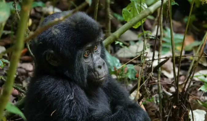 Hur man går på vandring med gorillor i Uganda