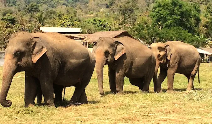 Slonovi hodaju po travi u Parku prirode Elephant, Tajland