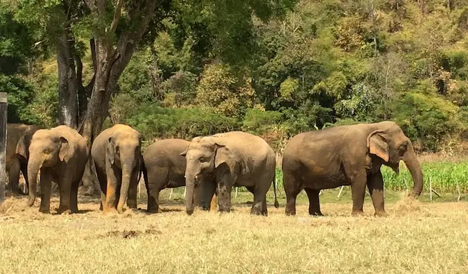 En flock elefanter i Elephant Nature Park står i gräset tillsammans