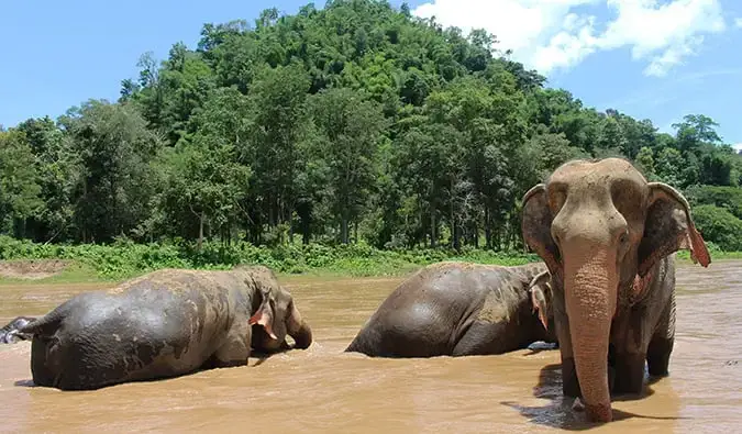 Elefantes en el Parque Natural de Elefantes en la Tailandia rural, relajándose en el agua