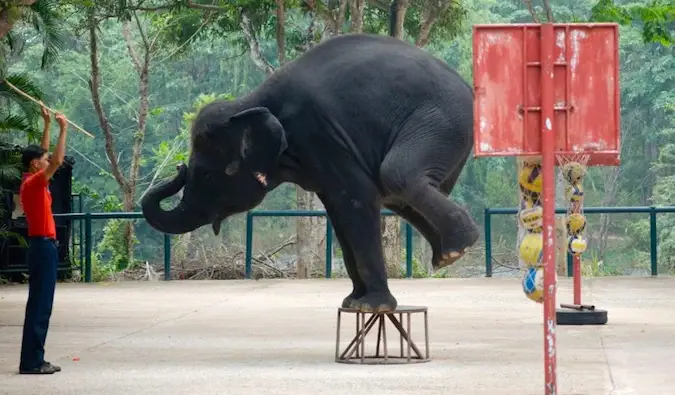 東南アジアのサーカスで強制的に演技をさせられたゾウ