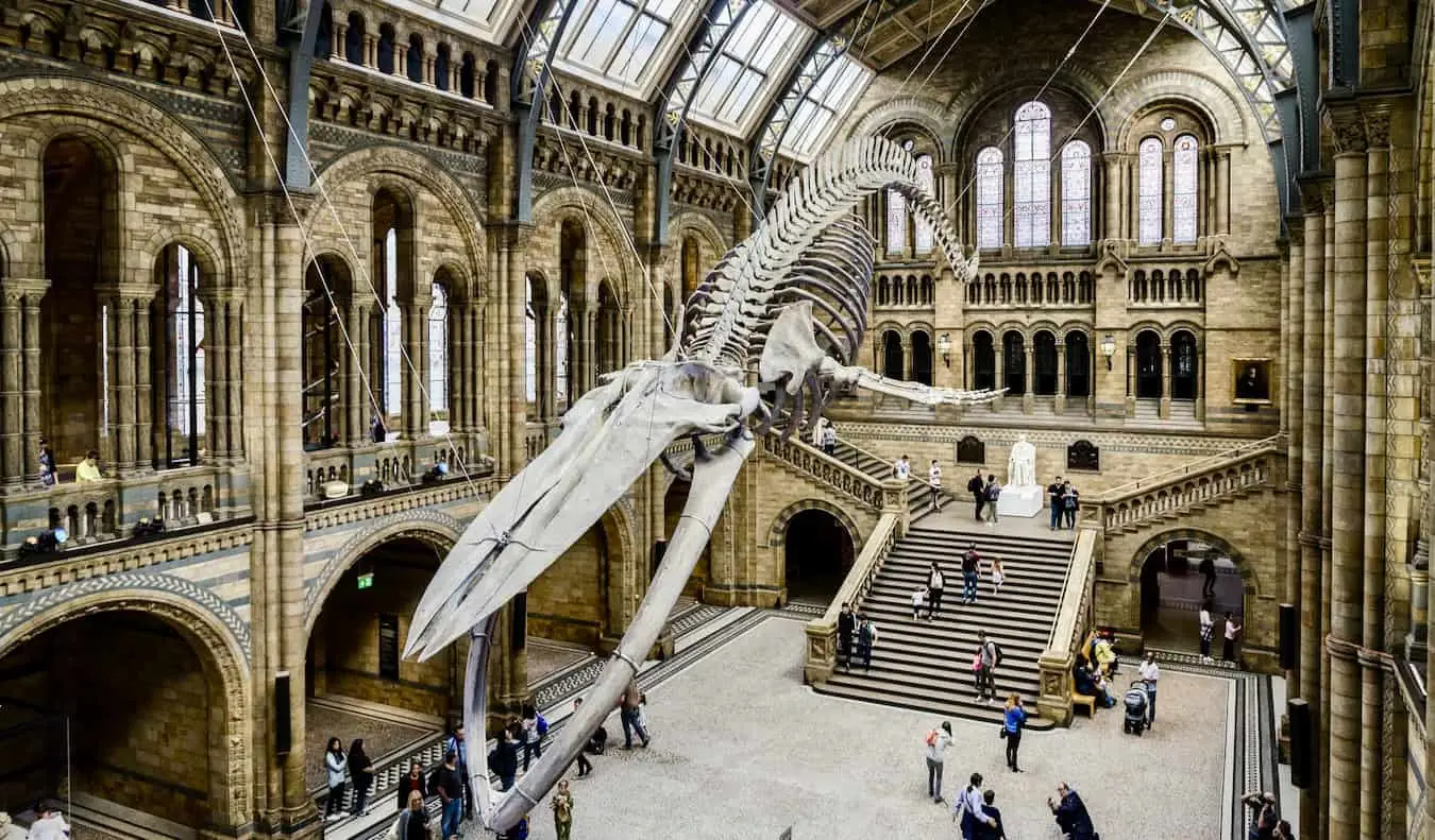 Dentro do Museu de História Natural de Londres, com um enorme esqueleto de baleia em Londres, Reino Unido