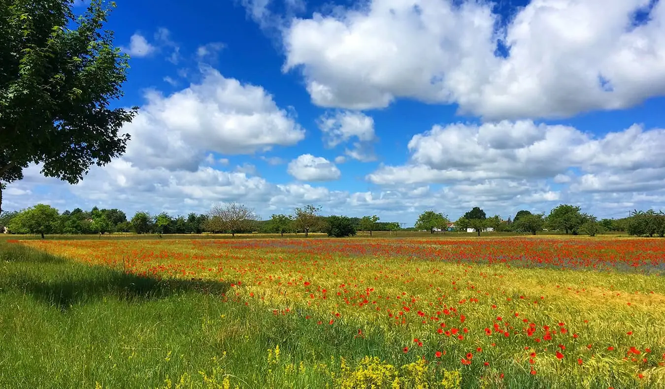 et lyst felt i Frankrike på en solrik dag fylt med fargerike blomster