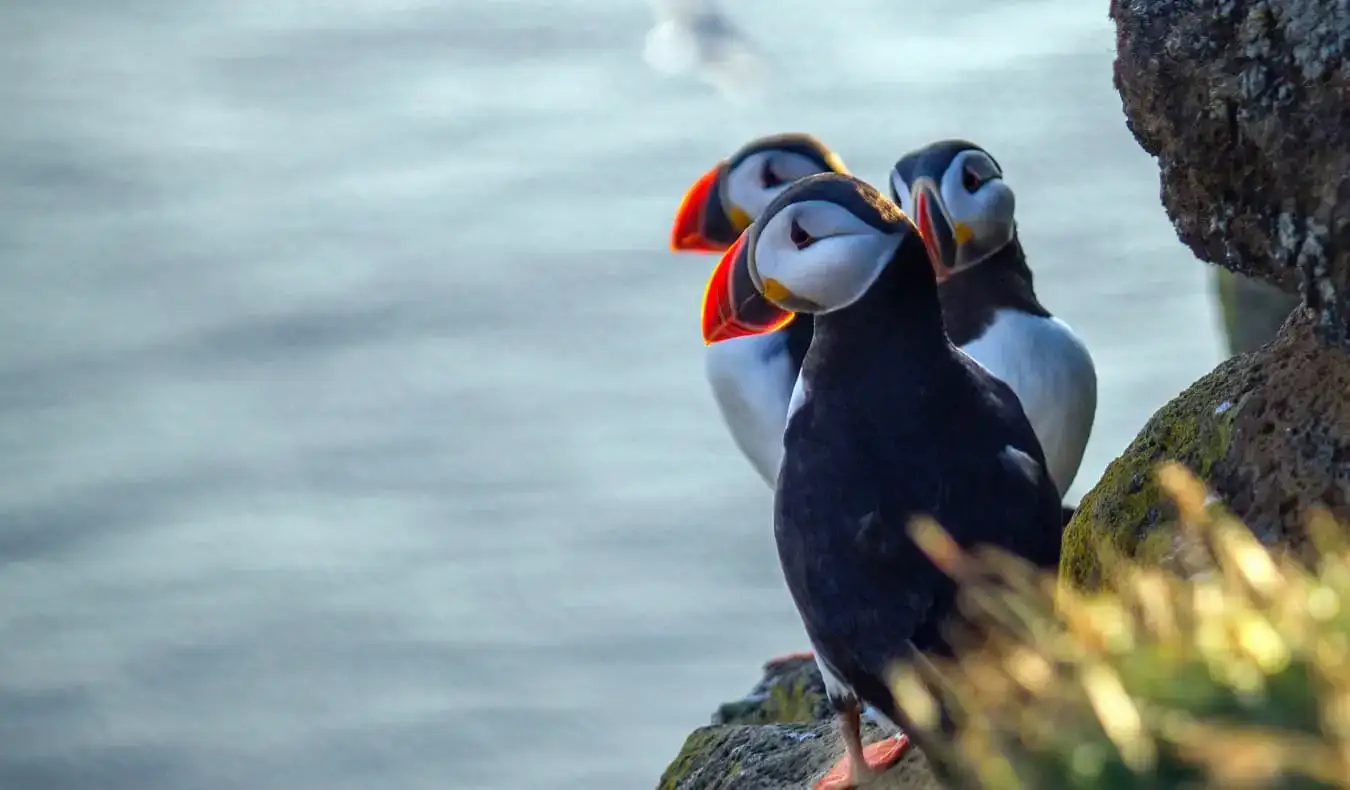 Puffini na litici na Islandu