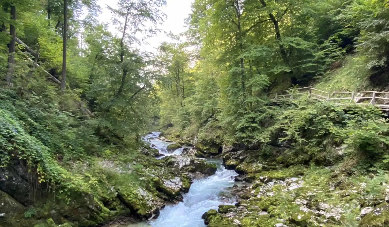 Úzká turistická stezka obklopená zelení ve Slovinsku